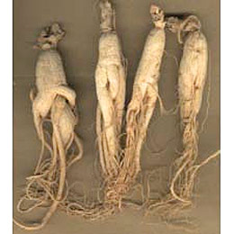 ginsing_root ginsing_root