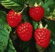 raspberries raspberries